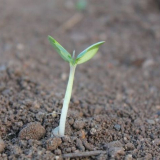 Кога да засадите краставици за разсад през 2022 г. Според лунния календар